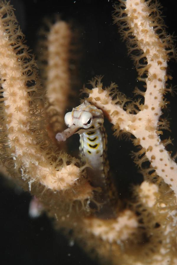 Araya Dive Resort Togean Bomba Экстерьер фото