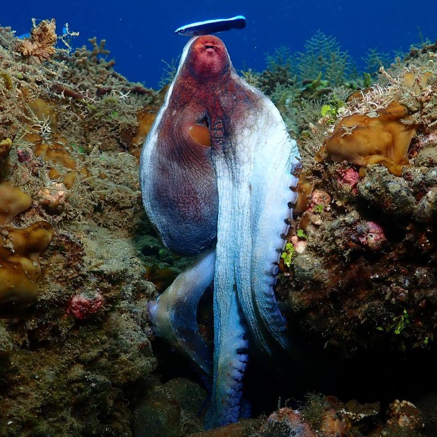 Araya Dive Resort Togean Bomba Экстерьер фото