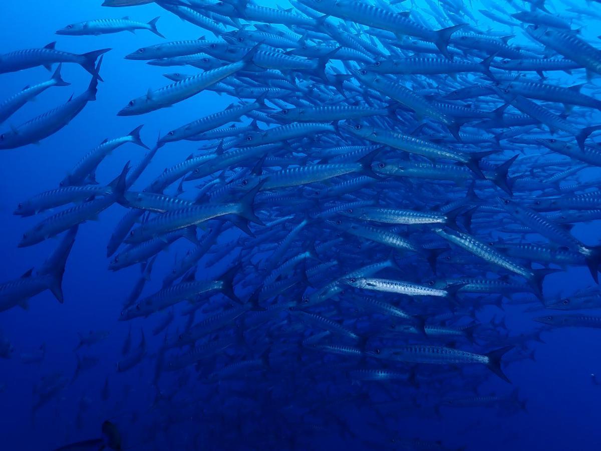 Araya Dive Resort Togean Bomba Экстерьер фото